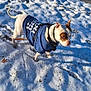 animal, blue_jacket, canine, cold, dog, ear, fence, fur, grass_under_snow, ground, leash, outdoor, park, paw, pet, shadow, snout, snow, sunlight, winter