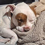 Tank joined the competition — help win amazing prizes! animal, bed, blanket, brown, calm, closeup, comfortable, cozy, cushion, dog, domestic, fur, indoors, nap, pet, relaxation, resting, sleeping, snug, white