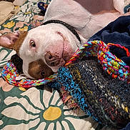 Tank joined the competition — help win amazing prizes! bed, blanket, collar, colorful, cozy, dog, eye, face, floral_pattern, indoor, knitted_blanket, nose, paw, pet, pillow, pit_bull, playful, portrait, resting, yarn