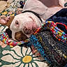 bed, blanket, collar, colorful, cozy, dog, eye, face, floral_pattern, indoor, knitted_blanket, nose, paw, pet, pillow, pit_bull, playful, portrait, resting, yarn
