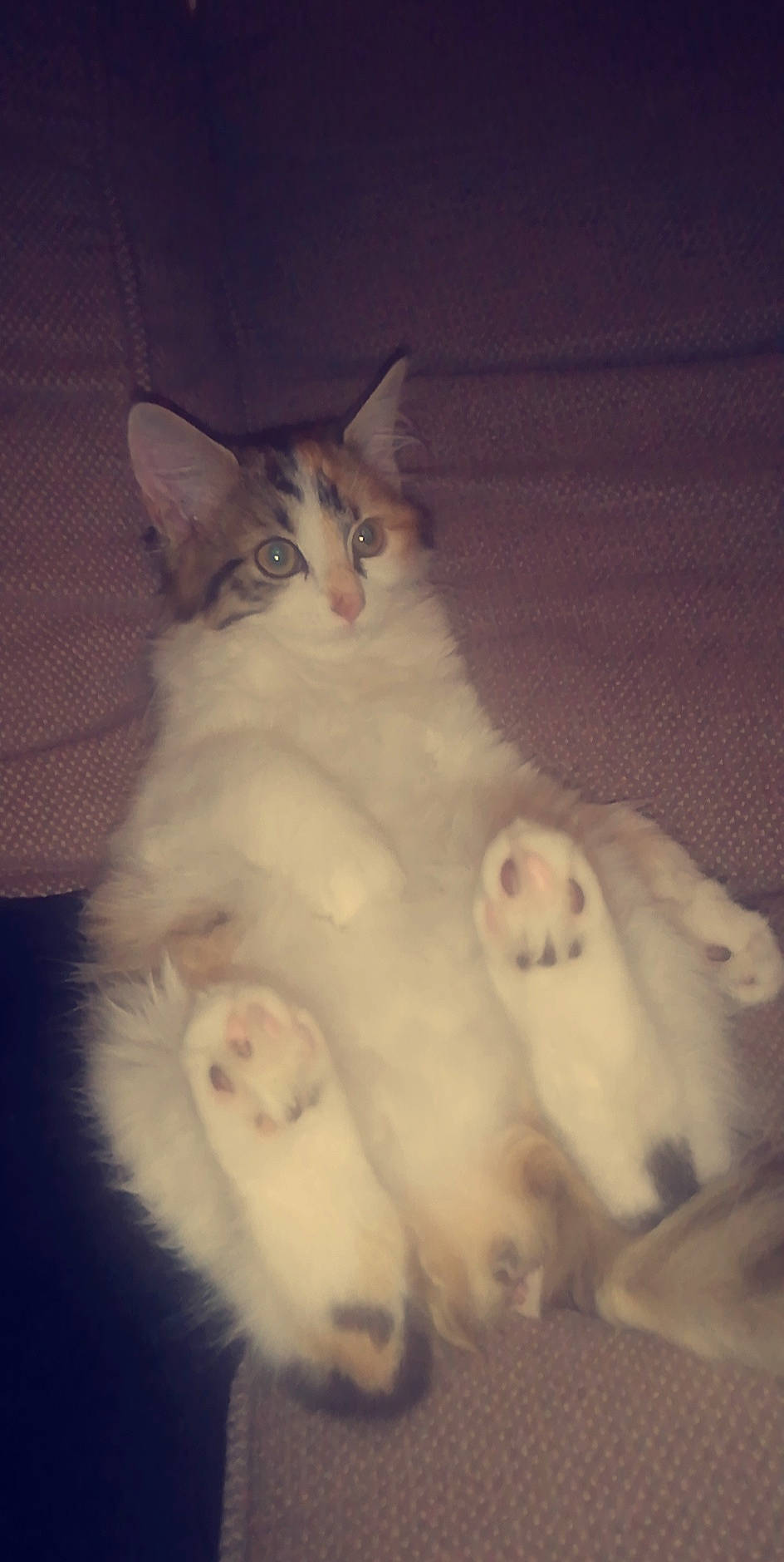 Maggy participe au concours pour gagner de l'argent avec cette photo : aegean_cat, american_curl, asian, burmilla, carnivore, cat, domestic_long_haired_cat, felidae, fur, kitten, mammal, paw, polydactyl_cat, ragamuffin, ragdoll, small_to_medium_sized_cats, tail, turkish_angora, turkish_van, whiskers