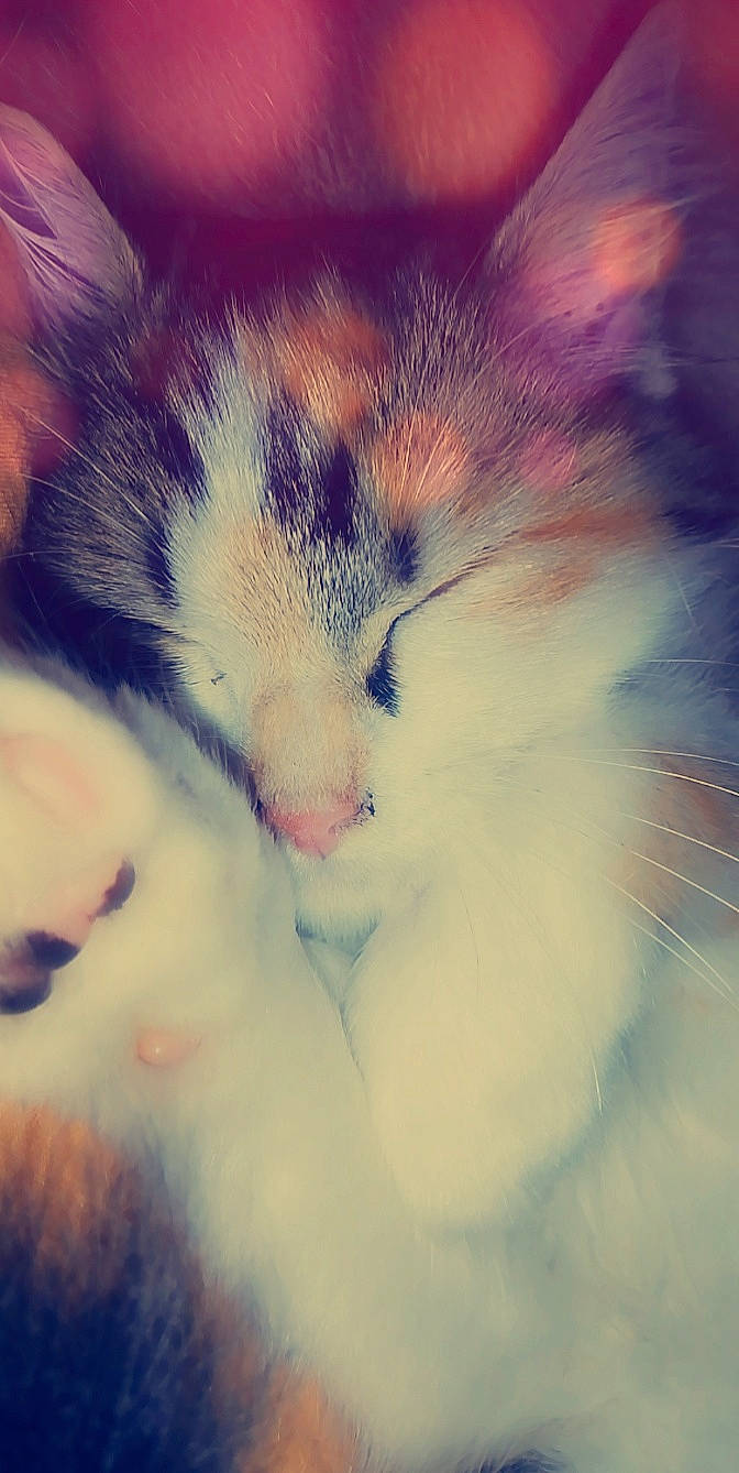 Maggy a rejoint le concours — aidez-le/la à gagner de superbes lots ! carnivore, cat, close_up, cloud, eye, felidae, fur, iris, kitten, meteorological_phenomenon, nap, nose, ojos_azules, paw, polydactyl_cat, sky, sleep, small_to_medium_sized_cats, snout, whiskers