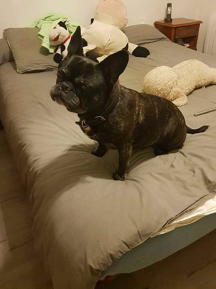 Dollar a rejoint le concours — aidez-le/la à gagner de superbes lots ! bed, bedding, black, carnivore, comfort, companion_dog, couch, dog, dog_breed, fawn, floor, flooring, grey, hardwood, linens, mammal, room, toy_dog, wood, working_animal