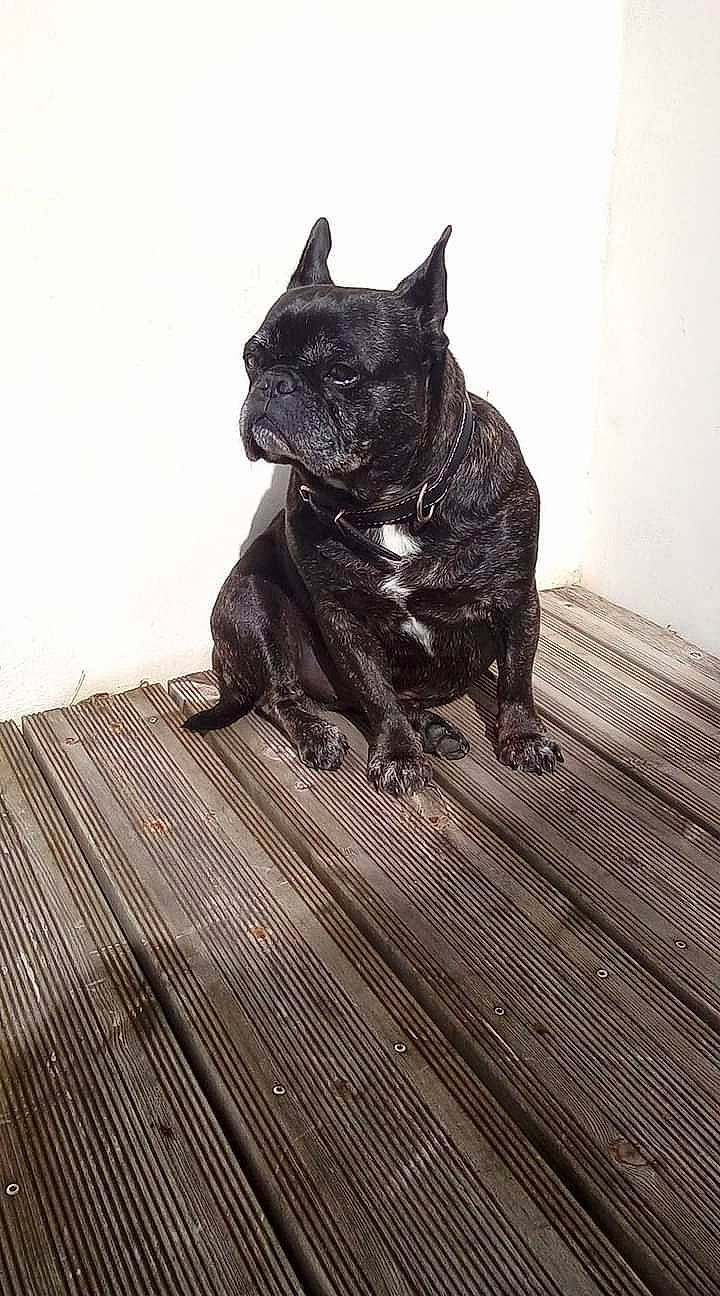 Dollar a rejoint le concours — aidez-le/la à gagner de superbes lots ! carnivore, companion_dog, dog, dog_breed, fawn, felidae, flooring, grey, hardwood, leg, pug, sculpture, small_to_medium_sized_cats, snout, sporting_group, tail, whiskers, window, wood, working_animal