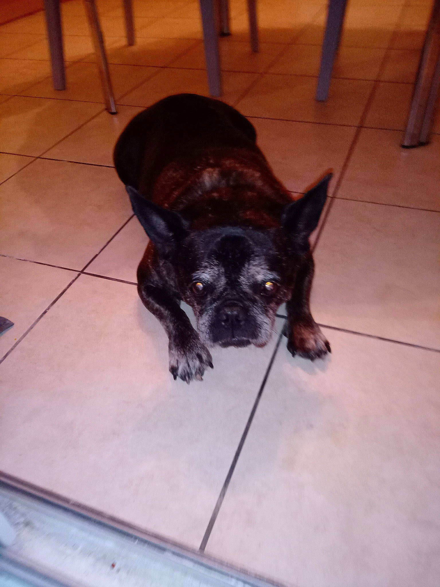 Dollar a rejoint le concours — aidez-le/la à gagner de superbes lots ! carnivore, chair, claw, companion_dog, dog, dog_breed, fawn, felidae, flooring, fur, hardwood, liver, small_to_medium_sized_cats, sporting_group, tail, terrestrial_animal, toy_dog, whiskers, wood, working_animal