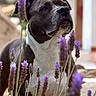 dog, lavender, flower, outdoor, nature, pet, canine, portrait, brown, white, plant, closeup, animal, selective_focus, grass, garden, summer, background_blur, snout, ears