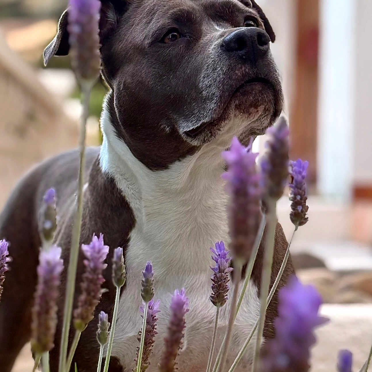 Pashka participe au concours pour gagner de l'argent avec cette photo : dog, lavender, flower, outdoor, nature, pet, canine, portrait, brown, white, plant, closeup, animal, selective_focus, grass, garden, summer, background_blur, snout, ears