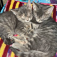 Smokey joined the competition — help win amazing prizes! kitten, kittens, cat, sleeping, cuddling, blanket, crocheted_blanket, gray_tabby, fur, paw, whiskers, ears, tail, cozy, indoor, pet, nap, close_up, snuggle, striped_blanket