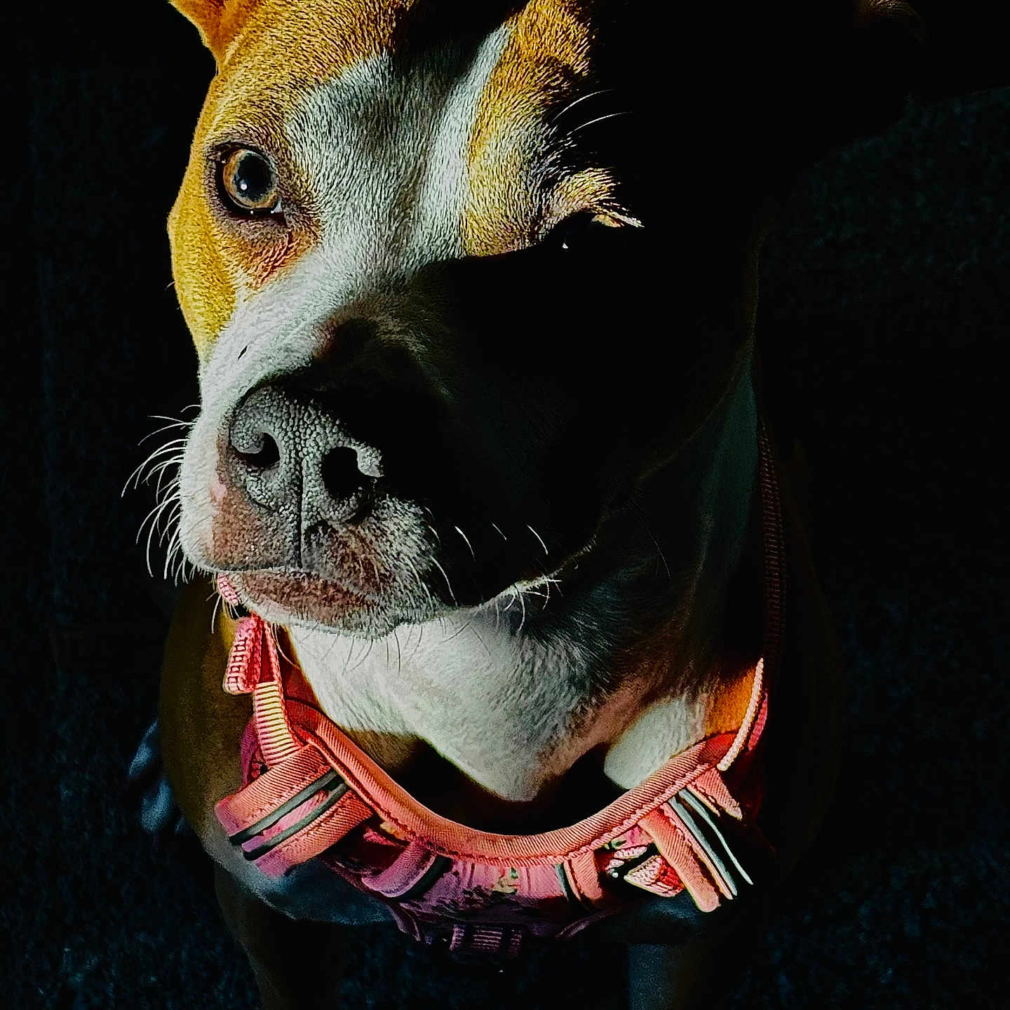 Karma joined the competition — help win amazing prizes! accessories, animal, boxer, bulldog, canine, chihuahua, collar, dog, face, frenchbulldog, harness, head, hound, person, pet, pitbull, pointer, puppy, snout, whitedog