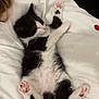 Winston joined the competition — help win amazing prizes! adorable, animal, black_and_white, blanket, cat, cozy, cute, fur, indoor, kitten, paw_pads, peaceful, pet, resting, sleeping, soft, strawberry_pattern, tiny, white, young