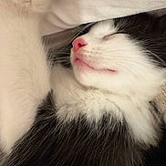 Winston is registered to the contest to win money with this photo: adorable, animal, black_and_white, blanket, cat, close_up, cozy, cute, fur, indoors, kitten, peaceful, pet, pink_nose, relaxed, resting, sleeping, soft, warm, whiskers