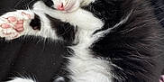 Winston is registered to the contest to win money with this photo: adorable, animal, black_and_white, cat, closeup, cozy, cute, domestic_animal, feline, fur, kitten, nap, paw, peaceful, pet, pink_paw_pad, resting, sleeping, soft, whiskers