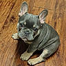 puppy, dog, french_bulldog, pet, animal, indoor, wooden_floor, ears, cute, small, sitting, looking_up, fur, canine, adorable, companion, domestic, young, friendly, alert