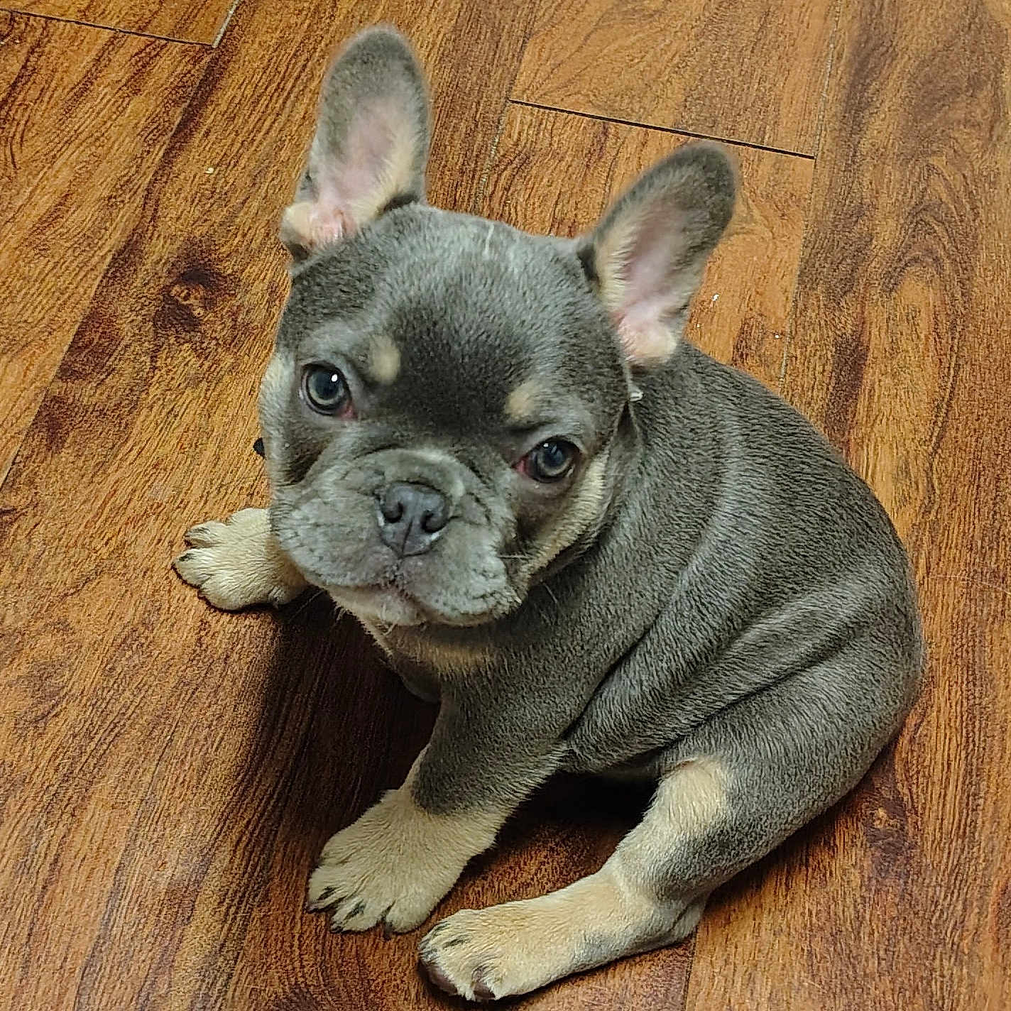Sir Sergeant Frenchy
