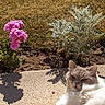 Jezabel participe au concours pour gagner de l'argent avec cette photo : cat, fluffy_cat, relaxed, sunlight, flower, pink_flower, plant, greenery, grass, outdoor, garden, concrete, nature, shadow, pet, animal, feline, closeup, daylight, summer