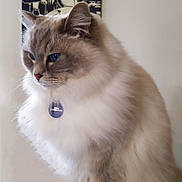 Jezabel participe au concours pour gagner de l'argent avec cette photo : cat, fluffy, blue_eyes, portrait, indoor, painting, jazz, musicians, art, background, feline, pet, animal, sitting, soft_fur, domestic_cat, side_view, collar, tag, calm