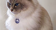 Jezabel participe au concours pour gagner de l'argent avec cette photo : animal, art, background, blue_eyes, calm, cat, collar, domestic_cat, feline, fluffy, indoor, jazz, musicians, painting, pet, portrait, side_view, sitting, soft_fur, tag