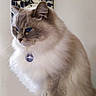 cat, fluffy, blue_eyes, portrait, indoor, painting, jazz, musicians, art, background, feline, pet, animal, sitting, soft_fur, domestic_cat, side_view, collar, tag, calm