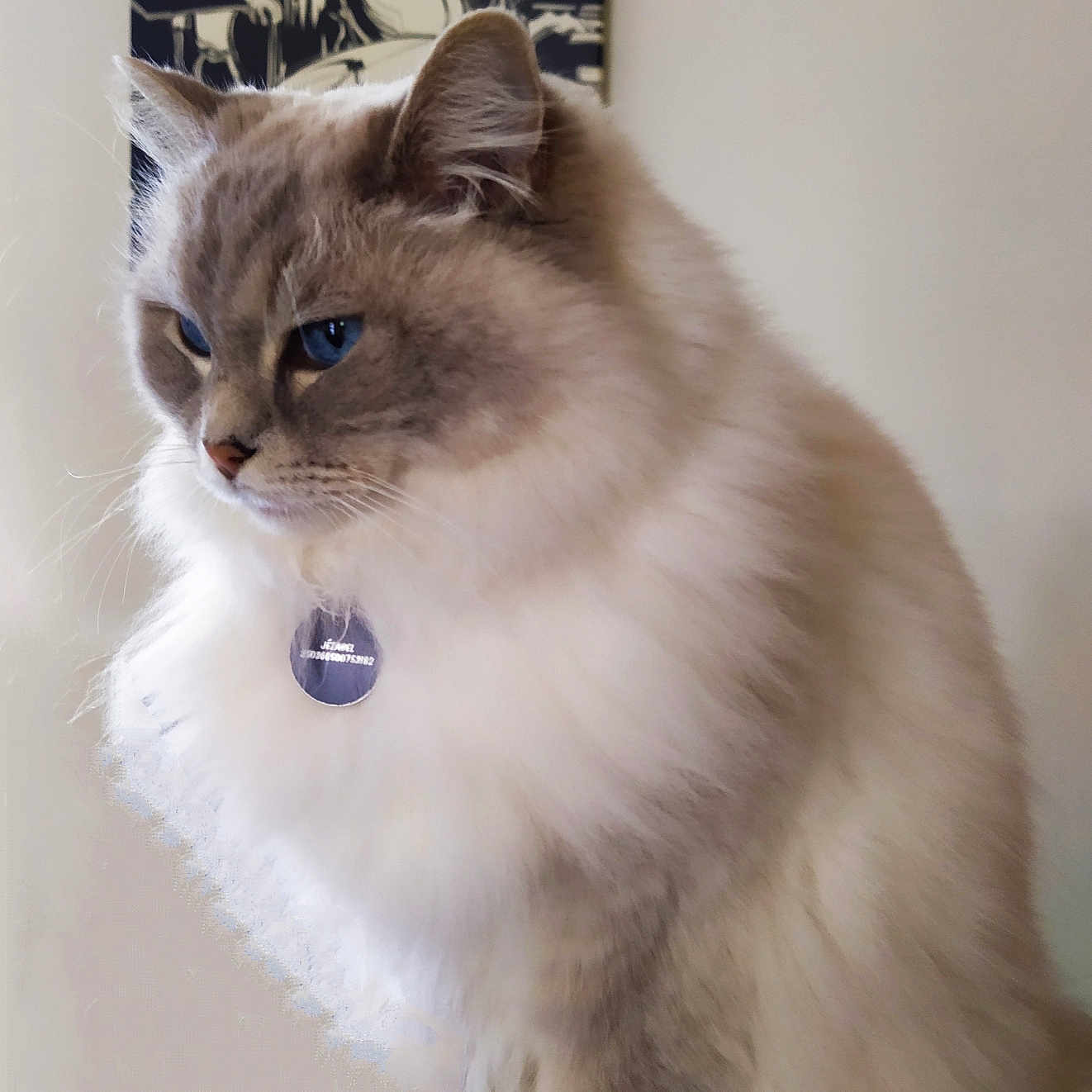 Jezabel participe au concours pour gagner de l'argent avec cette photo : cat, fluffy, blue_eyes, portrait, indoor, painting, jazz, musicians, art, background, feline, pet, animal, sitting, soft_fur, domestic_cat, side_view, collar, tag, calm