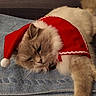 cat, fluffy, santa_hat, red, towel, indoor, pet, feline, holiday, costume, relaxed, cute, animal, whiskers, fur, laying_down, domestic, adorable, nose, ears