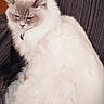 cat, fluffy, white_cat, gray_markings, pet, indoor, feline, sitting, calm, sleepy, closeup, fur, domestic_cat, chair, textured_fabric, portrait, animal, cute, relaxed, companion
