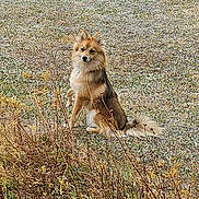 Volga participe au concours pour gagner de l'argent avec cette photo : dog, animal, outdoor, grass, field, nature, fur, brown, alert, sitting, wild, canine, plant, autumn, leafless, bush, tail, ears, pet, mammal