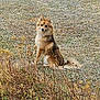 dog, animal, outdoor, grass, field, nature, fur, brown, alert, sitting, wild, canine, plant, autumn, leafless, bush, tail, ears, pet, mammal
