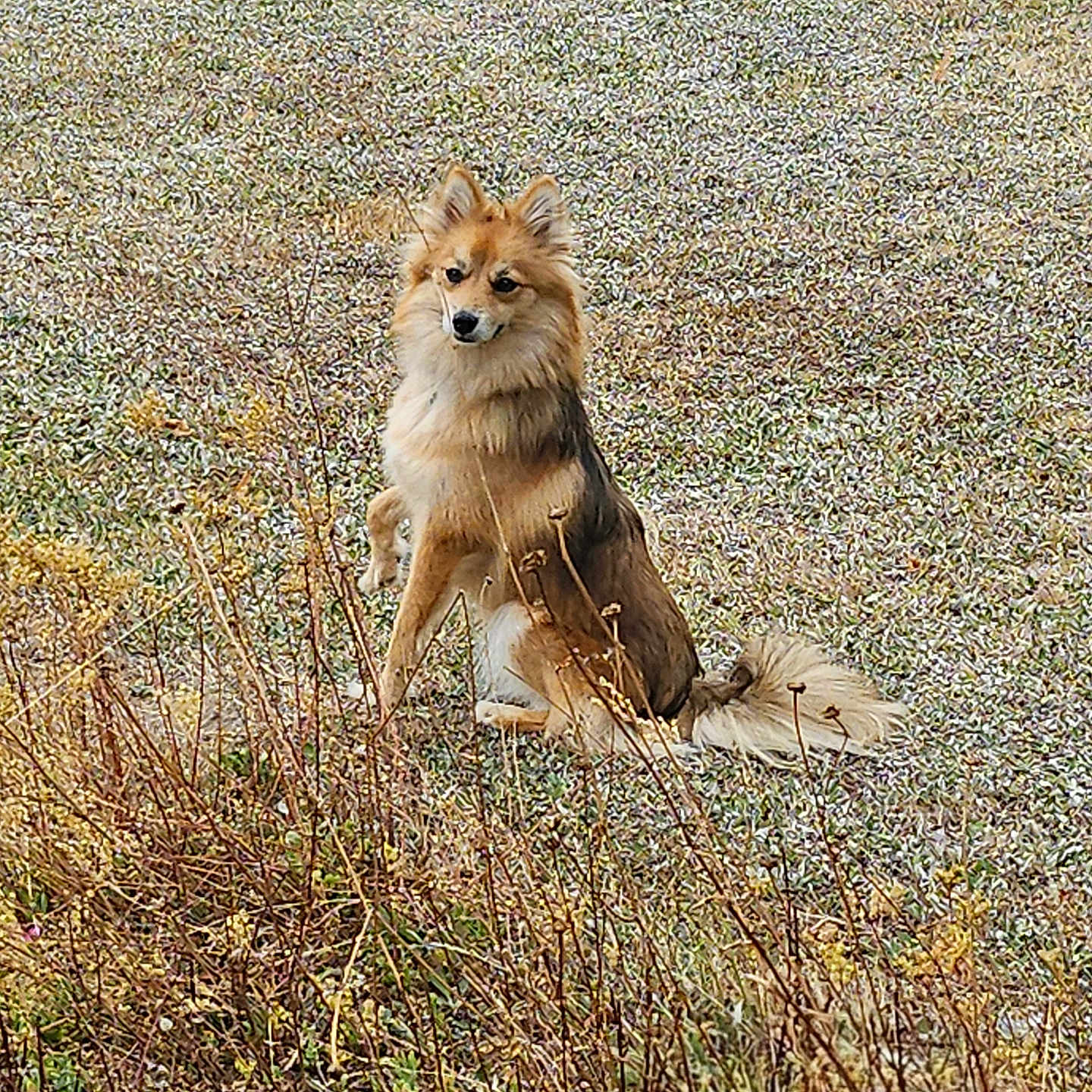 Volga participe au concours pour gagner de l'argent avec cette photo : alert, animal, autumn, brown, bush, canine, dog, ears, field, fur, grass, leafless, mammal, nature, outdoor, pet, plant, sitting, tail, wild