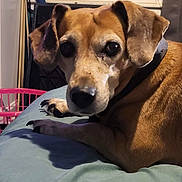 Lucy is registered to the contest to win money with this photo: dog, brown_dog, pet, indoor, cushion, close_up, looking_at_camera, window, household, curious, calm, animal, ears, face, paw, collar, resting, furniture, domestic, companion
