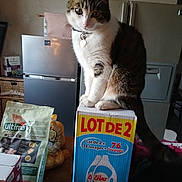 Minette participe au concours pour gagner de l'argent avec cette photo : cat, tabby_cat, white_cat, pet, animal, sitting, collar, heart_tag, indoors, kitchen, refrigerator, cabinet, laundry_detergent, cardboard_box, groceries, pet_food, table, portrait, looking_at_camera, household