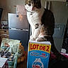 cat, tabby_cat, white_cat, pet, animal, sitting, collar, heart_tag, indoors, kitchen, refrigerator, cabinet, laundry_detergent, cardboard_box, groceries, pet_food, table, portrait, looking_at_camera, household