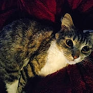 Mocha joined the competition — help win amazing prizes! cat, tabby, pet, animal, fur, whiskers, eyes, ears, nose, face, closeup, indoor, blanket, red, cozy, cute, feline, resting, soft, domestic