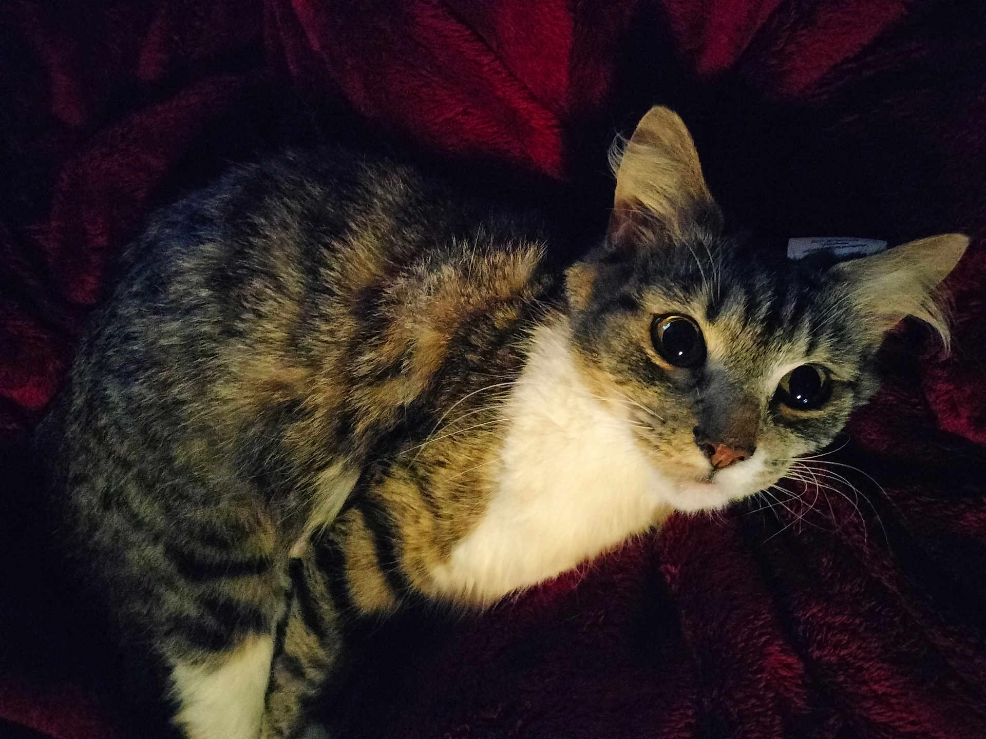 Mocha