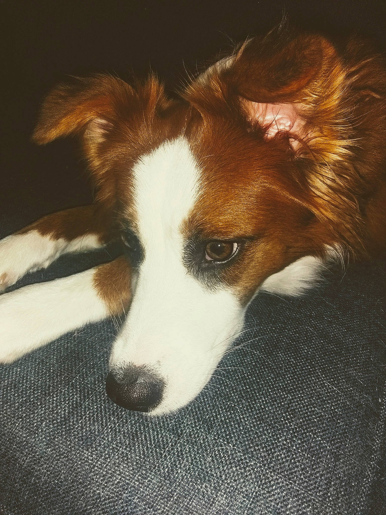 Autumn is registered to the contest to win money with this photo: border_collie, canidae, cardigan_welsh_corgi, carnivore, companion_dog, dog, dog_breed, fur, kooikerhondje, mammal, nose, puppy, rare_breed_dog, scotch_collie, snout, sporting_group, vertebrate, welsh_sheepdog