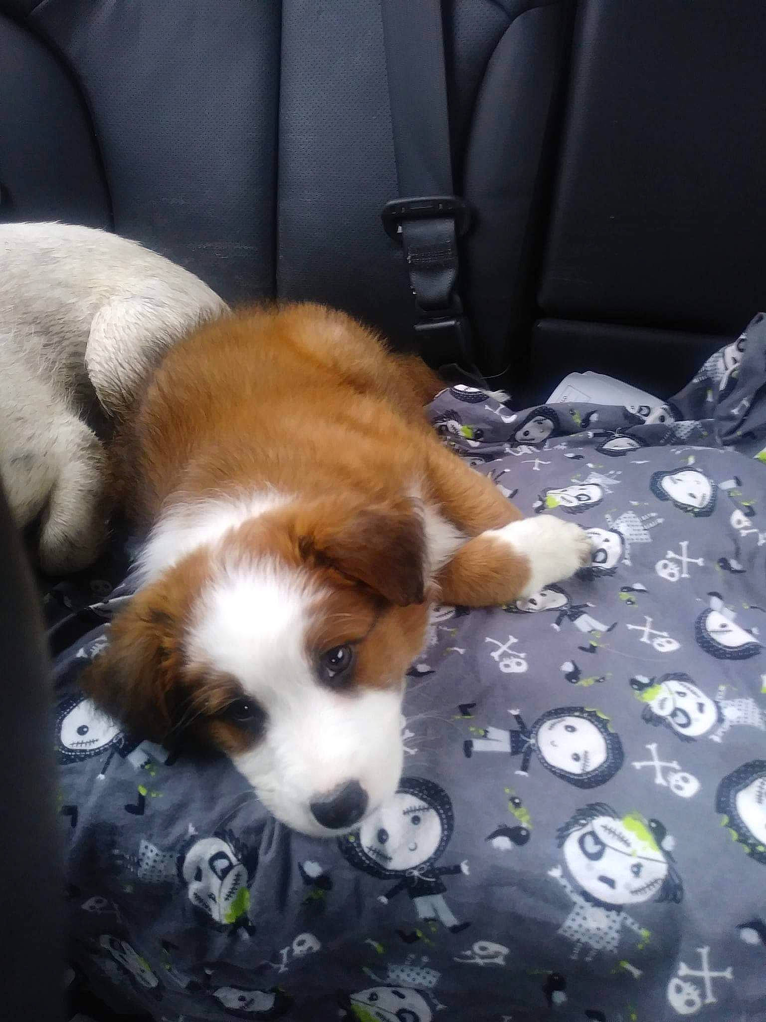 Autumn is registered to the contest to win money with this photo: canidae, carnivore, cavachon, companion_dog, dog, dog_breed, kooikerhondje, mammal, puppy, puppy_love, snout, sporting_group