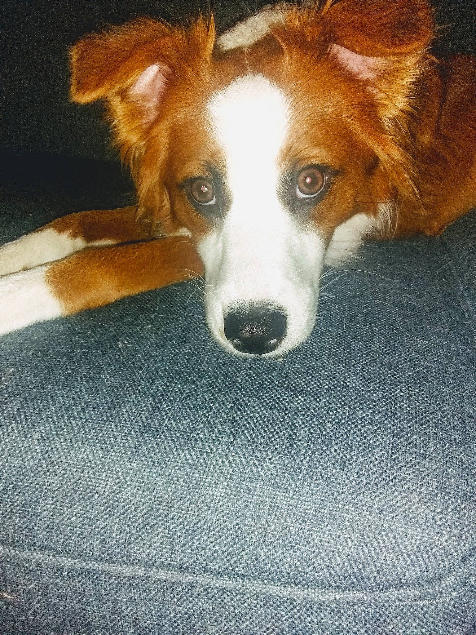 Autumn is registered to the contest to win money with this photo: border_collie, canidae, cardigan_welsh_corgi, carnivore, companion_dog, dog, dog_breed, ear, kooikerhondje, mammal, nose, snout, sporting_group, vertebrate, welsh_corgi, welsh_sheepdog, whiskers