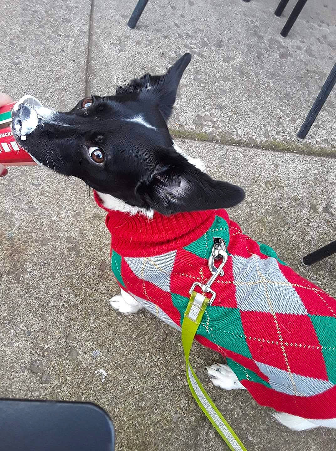 Shep joined the competition — help win amazing prizes! canidae, carnivore, design, dog, dog_breed, dog_clothes, leash, non_sporting_group, schipperke, snout