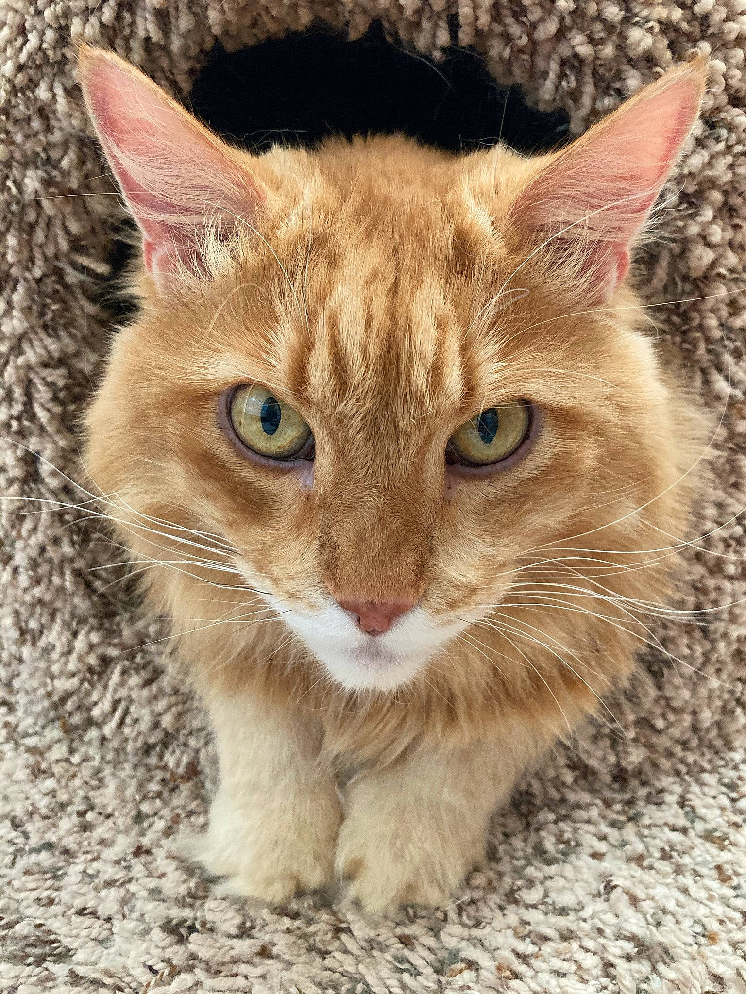 Tigger joined the competition — help win amazing prizes! carnivore, cat, claw, domestic_short_haired_cat, eye, fawn, felidae, fur, grass, paw, photo_caption, small_to_medium_sized_cats, snout, tail, terrestrial_animal, tree, whiskers, wildlife, window