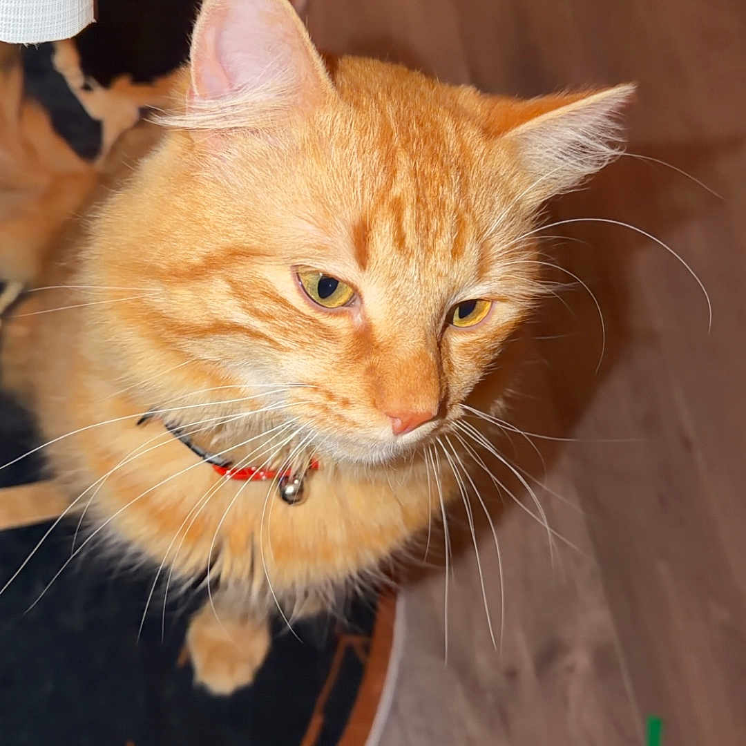 Simba