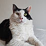 Lanka participe au concours pour gagner de l'argent avec cette photo : cat, animal, pet, feline, black_and_white, fluffy, whiskers, closeup, portrait, indoor, relaxed, cute, looking_at_camera, ears, eyes, fur, table, paper, soft_light, neutral_background