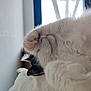 cat, sleeping, paw, fluffy, white, black_patches, close_up, indoor, cozy, resting, window, natural_light, pet, cute, animal, fur, relaxed, napping, soft, bed