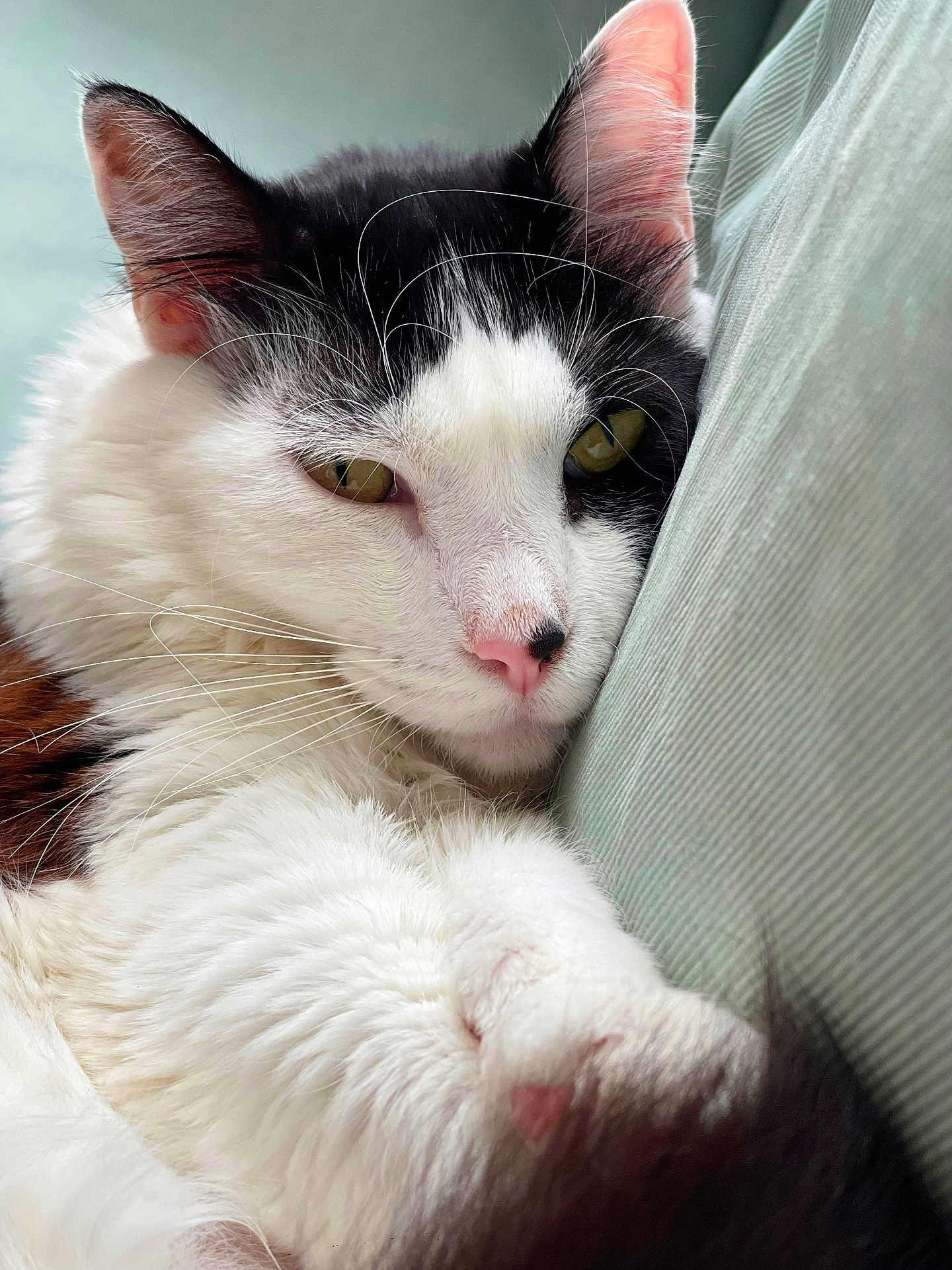 Lanka a rejoint le concours — aidez-le/la à gagner de superbes lots ! cat, black_and_white, close_up, fluffy, fur, pink_nose, relaxed, snuggling, cushion, green, whiskers, pet, animal, indoor, resting, cute, soft, cozy, sleepy, portrait