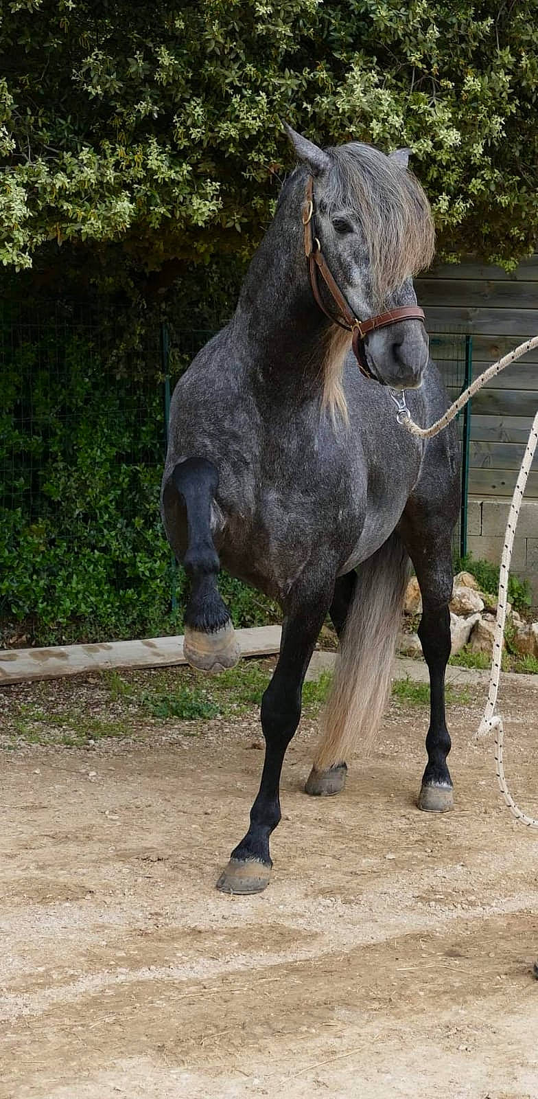 Loghann participe au concours pour gagner de l'argent avec cette photo : bridle, horse, horse_supplies, livestock, mammal, mane, mare, mustang_horse, organism, pack_animal, rein, snout, stallion, tail, vertebrate, working_animal