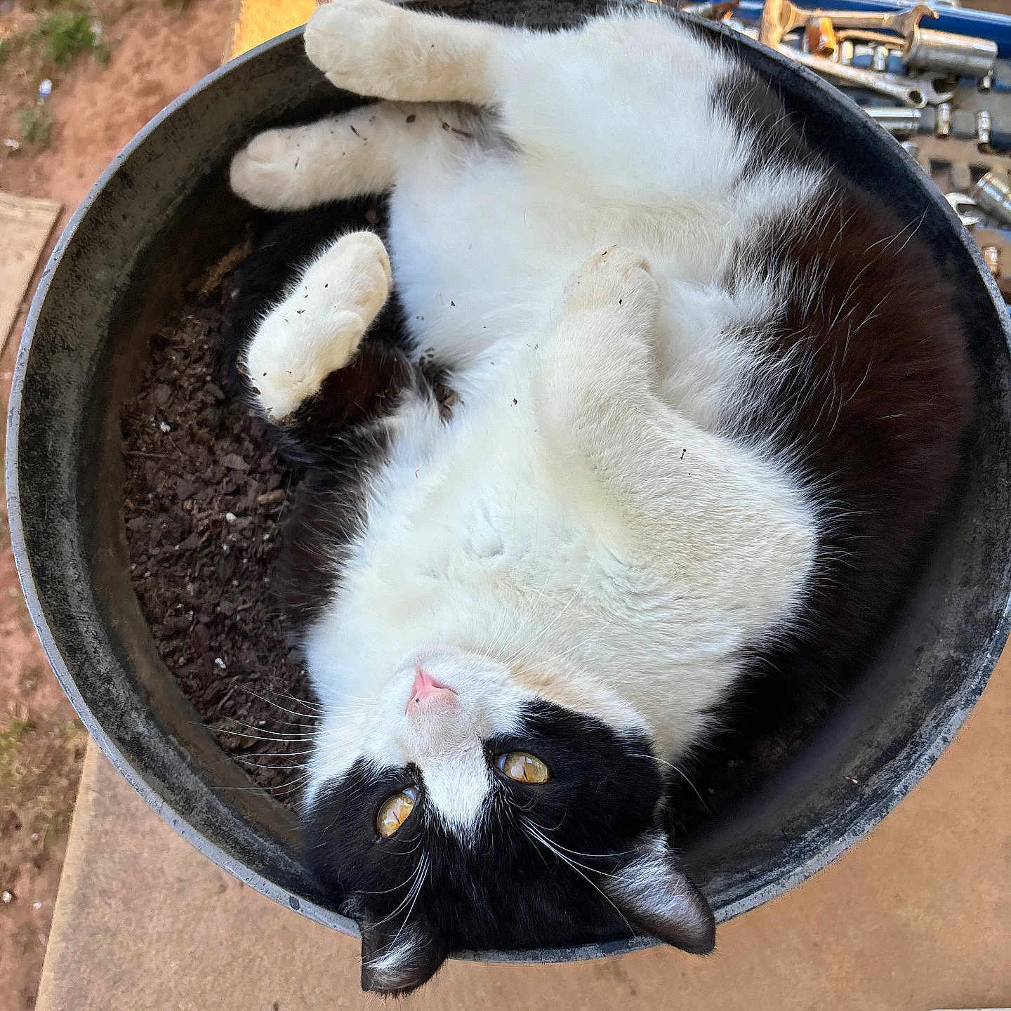 Ink joined the competition — help win amazing prizes! animal, black_and_white, cat, concrete_floor, curled_up, ears, flower_pot, fur, garden, nose, outdoor, pet, relaxed, soil, sunlight, tools, wd40_can, whiskers, workbench, yellow_eyes
