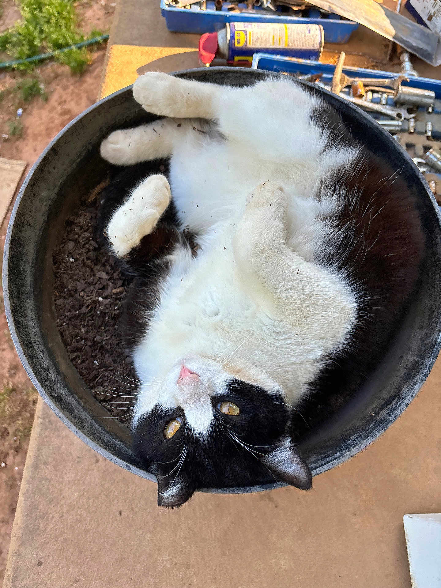 Ink joined the competition — help win amazing prizes! cat, black_and_white, flower_pot, soil, curled_up, relaxed, outdoor, workbench, tools, wd40_can, fur, pet, animal, yellow_eyes, whiskers, nose, ears, concrete_floor, garden, sunlight
