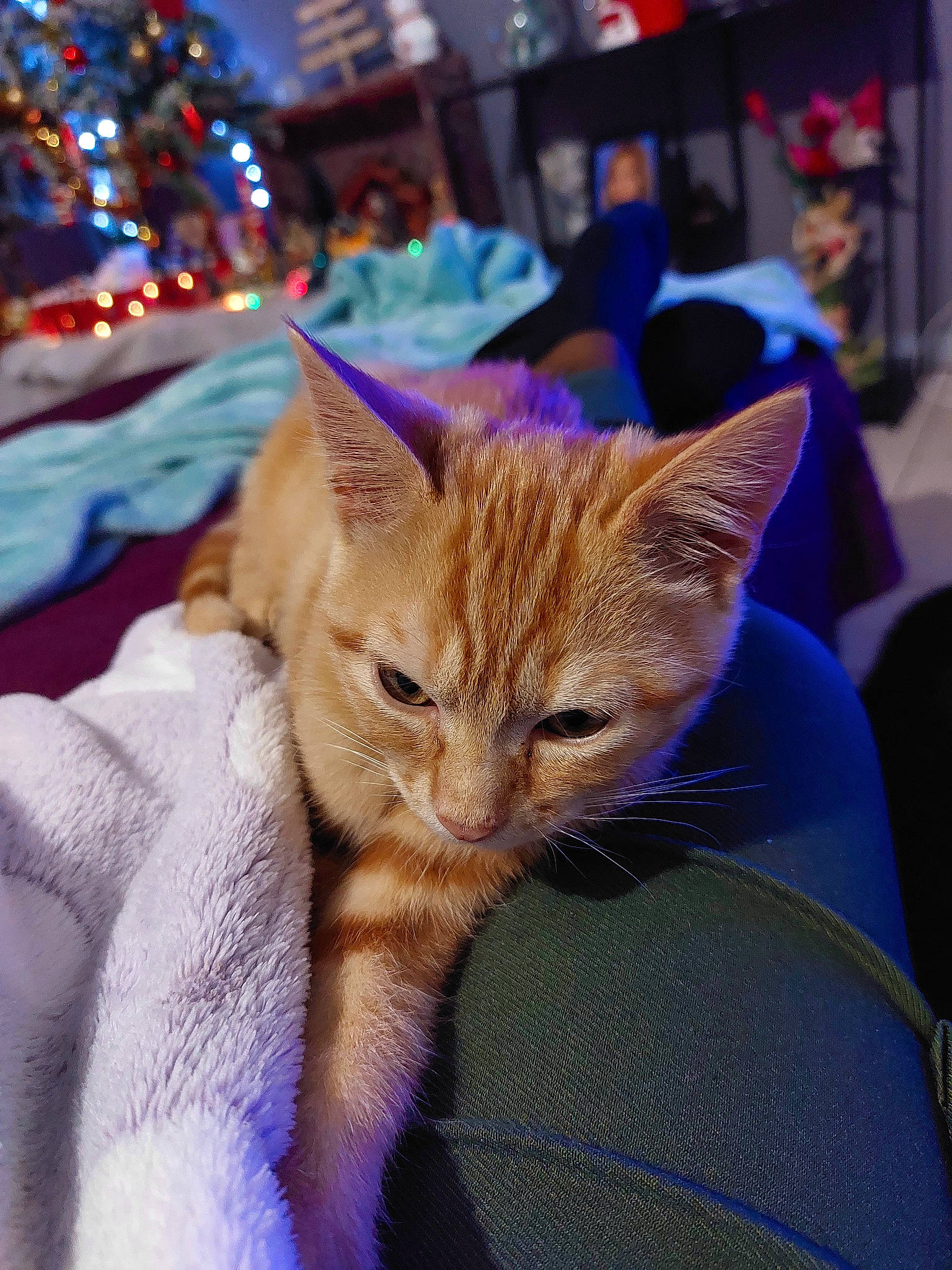 Roussette a rejoint le concours — aidez-le/la à gagner de superbes lots ! carnivore, cat, christmas_decoration, christmas_ornament, christmas_tree, claw, domestic_short_haired_cat, electric_blue, event, eye, fawn, felidae, fur, holiday, ornament, paw, small_to_medium_sized_cats, snout, tail, whiskers