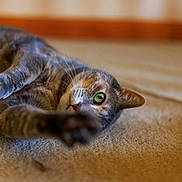 Kilo is registered to the contest to win money with this photo: cat, green_eye, paw, carpet, indoor, pet, feline, close_up, stretching, curious, playful, whiskers, fur, lying_down, blurred_background, cozy, home, animal, relaxed, focus
