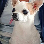 Ines participe au concours pour gagner de l'argent avec cette photo : dog, small_dog, white_dog, pet, cute, tongue_out, ears, fur, animal, companion, sitting, indoors, person_partially_visible, clothing, necklace, portrait, close_up, expression, curious, domestic_animal
