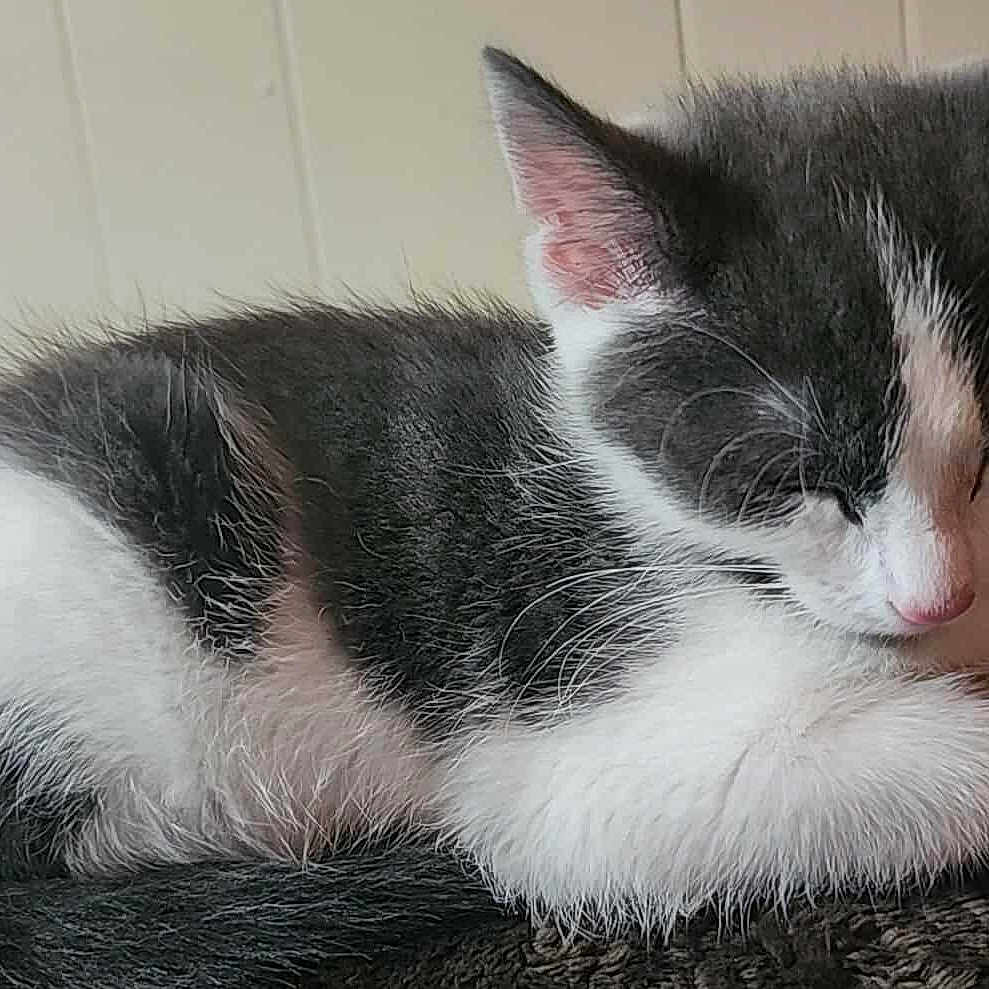 Nala joined the competition — help win amazing prizes! animal, black_and_white, cat, close_up, cozy, cute, domestic, ears, feline, fur, indoor, kitten, nose, paw, pet, relaxed, resting, sleeping, whiskers, young