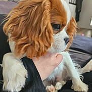 A-Luigi a rejoint le concours — aidez-le/la à gagner de superbes lots ! dog, puppy, cavalier_king_charles_spaniel, close_up, pet, animal, fur, white, brown, paw, hand, person, indoor, soft_focus, blurred_background, cute, companion, young, calm, domestic_animal